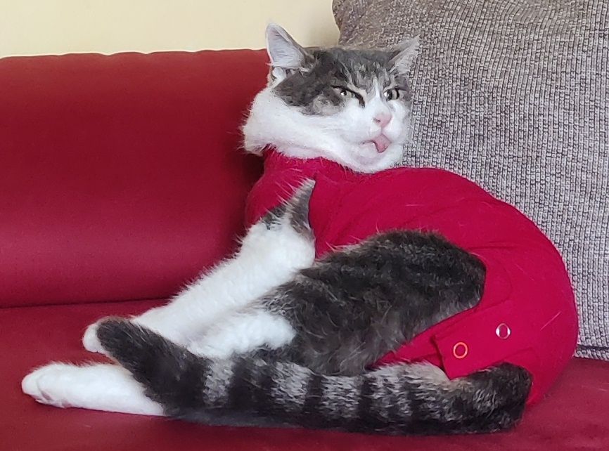 Katze streckt die Zunge raus